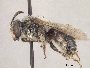 Andrena berkeleyi image