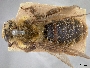 Andrena haynesi image