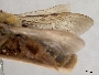 Andrena haynesi image