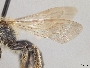 Andrena wilmattae image