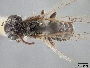 Andrena canadensis image