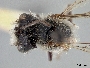 Andrena birtwelli image