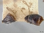 Andrena birtwelli image