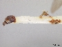 Andrena thaspii image