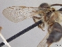 Andrena thaspii image