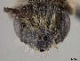 Andrena tridens image