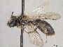 Andrena tridens image