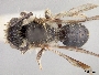 Andrena candidiformis image