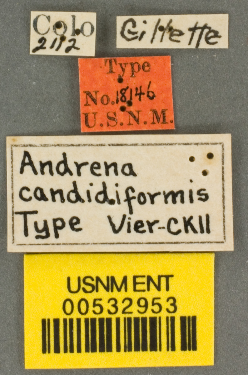 Andrena candidiformis image