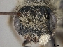 Andrena hypopolia image