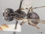 Andrena durangoensis image