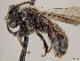 Andrena geranii image