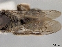 Andrena geranii image
