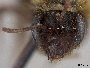 Andrena merriami image