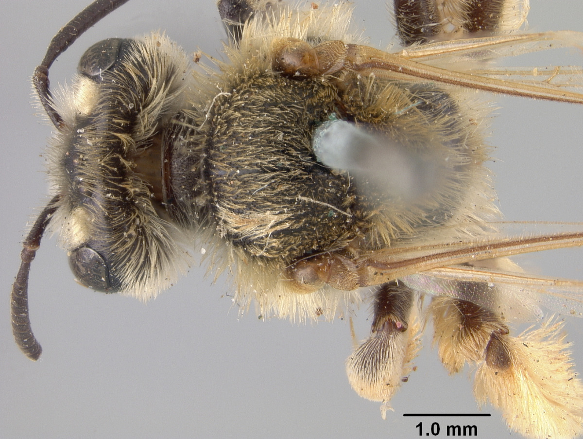 Andrena gardineri image
