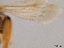 Andrena gardineri image
