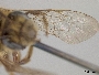 Andrena rufosignata image