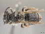 Andrena w-scripta image