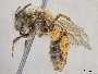 Andrena vierecki image