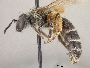 Andrena antonitonis image