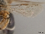 Andrena antonitonis image