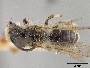 Andrena medionitens image