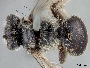Andrena imitatrix image