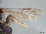 Andrena imitatrix image