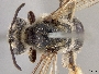 Andrena crataegi image