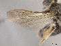 Andrena crataegi image