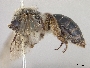 Andrena sigmundi image