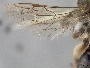 Andrena sigmundi image