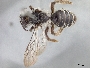 Andrena peckhami image