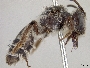 Andrena peckhami image