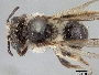 Andrena parnassiae image
