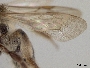 Andrena parnassiae image