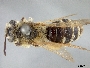 Andrena medionitens image