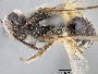Image of Andrena semipunctata
