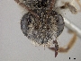 Andrena semipunctata image