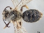 Andrena rufosignata image