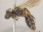 Andrena chromotricha image