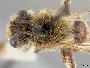Andrena jessicae image