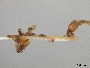Andrena jessicae image