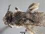 Andrena knuthiana image