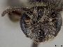 Andrena knuthiana image
