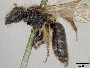 Andrena melanochroa image