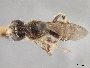 Image of Andrena simulata