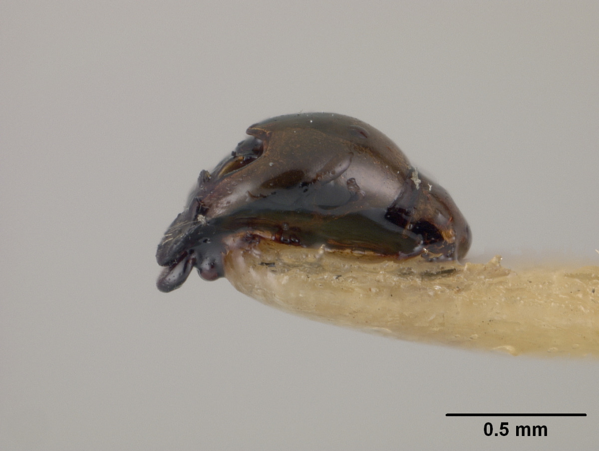 Andrena simulata image