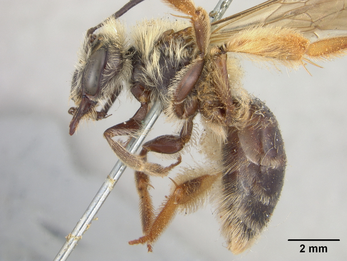Andrena helianthi image
