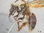 Andrena helianthi image
